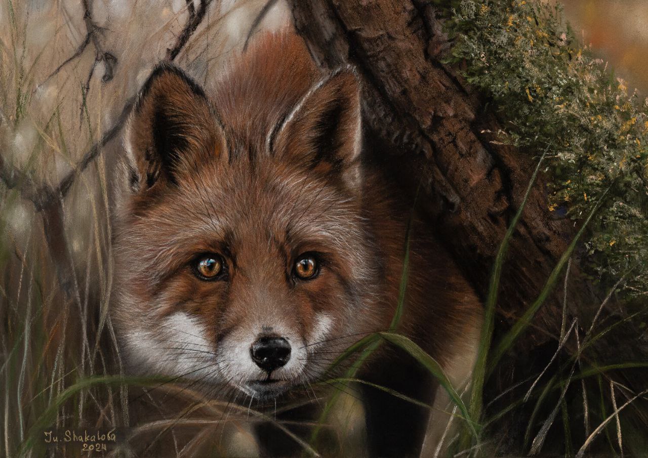 Curious fox